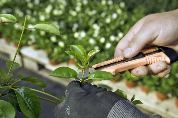 Cutting plant — Stock Photo, Image