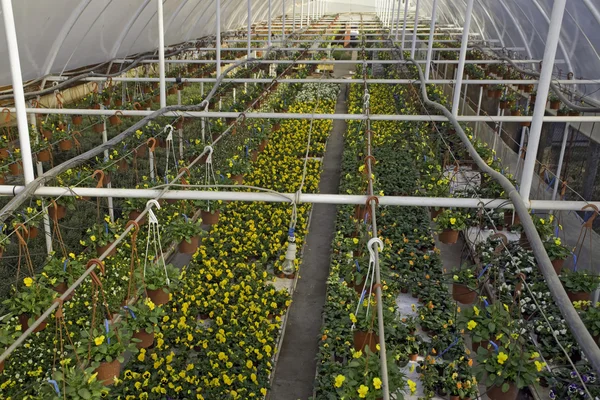 Greenhouse — Stock Photo, Image