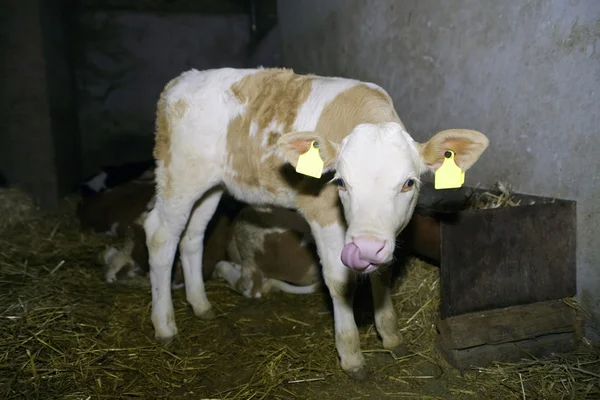 ลูกวัวน้อย — ภาพถ่ายสต็อก