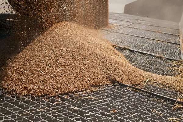 Wheat grains on the silo grid — Stock Photo, Image