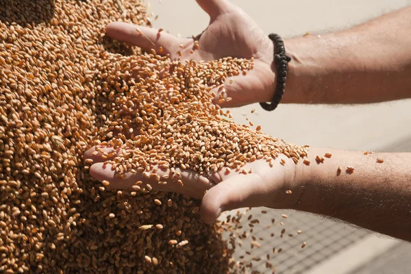 Hands with wheat grains — Stock Photo, Image