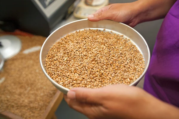 Measuring of moisture in wheat grains — Stock Photo, Image