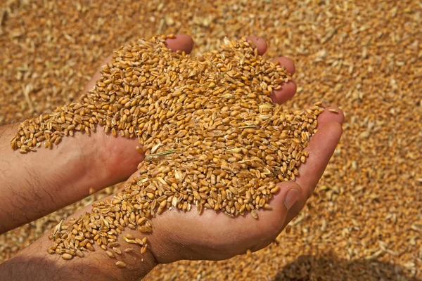 Зерна пшениці в руках — стокове фото