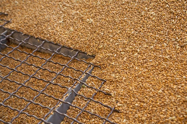 Wheat grains on the silo grid — Stock Photo, Image