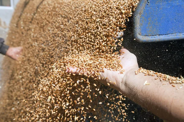 Ruce s zrna pšenice — Stock fotografie