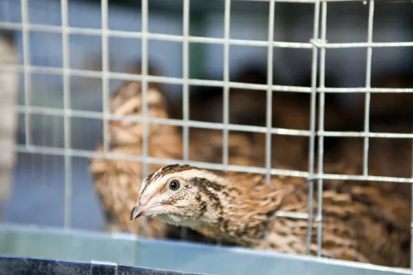 Quails — Stock Photo, Image