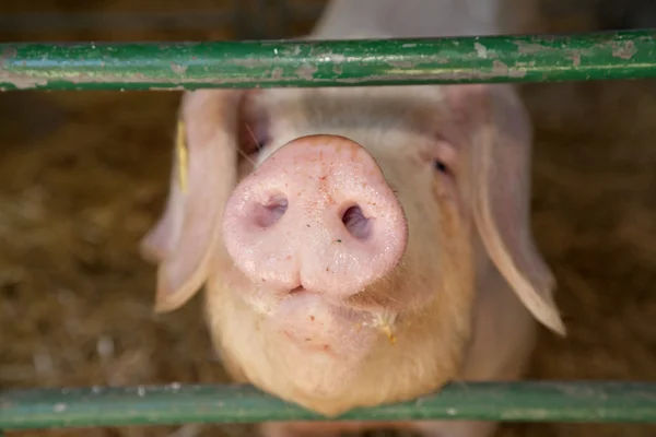 Nariz de cerdo — Foto de Stock