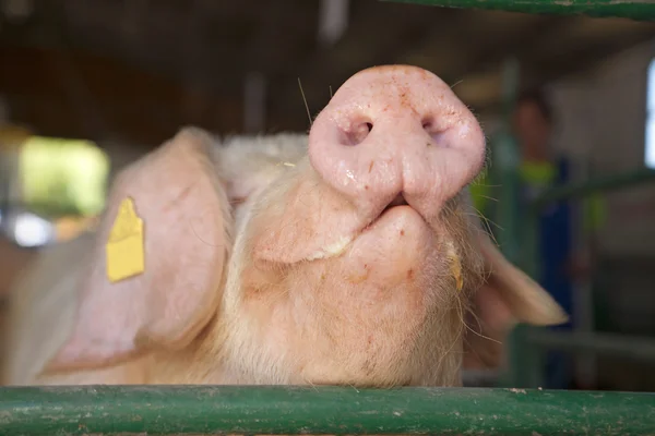 돼지 코 — 스톡 사진