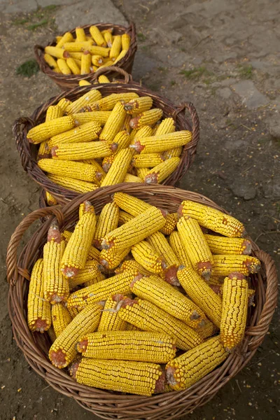 Cestas com espigas de milho — Fotografia de Stock