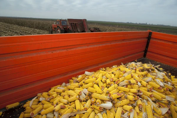 Mazorcas de maíz en remolque tractor — Foto de Stock