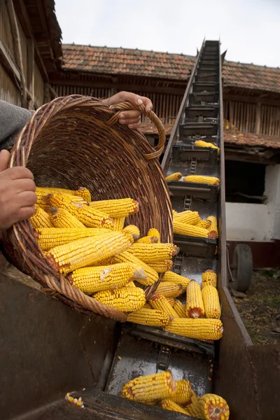 Ascensor para mazorcas de maíz con cesta — Foto de Stock