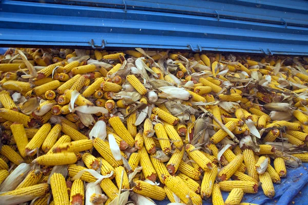 Maïskolven uit trekker trailer — Stockfoto