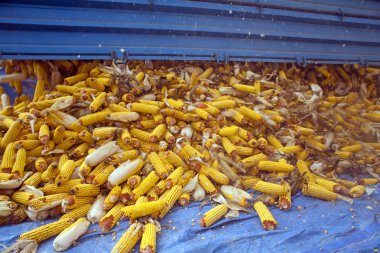 Traktör römork gelen mısır koçanı