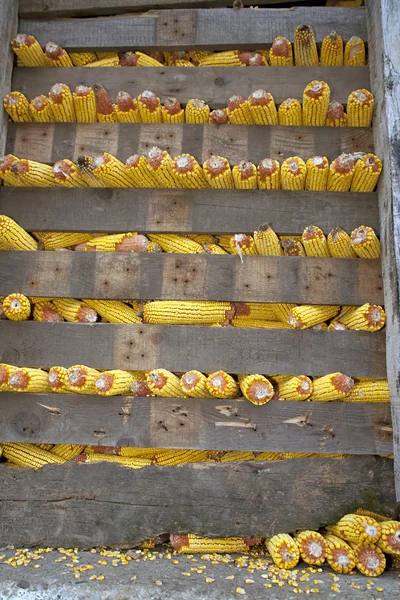 Linhas de espigas de milho — Fotografia de Stock