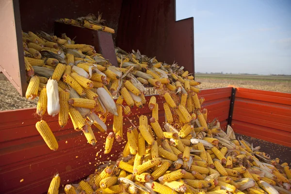 Elevator for corn cobs — Stock Photo, Image