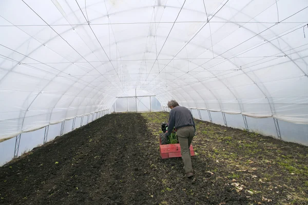 Greenhouse for vegetables - land preparation — Stock Photo, Image