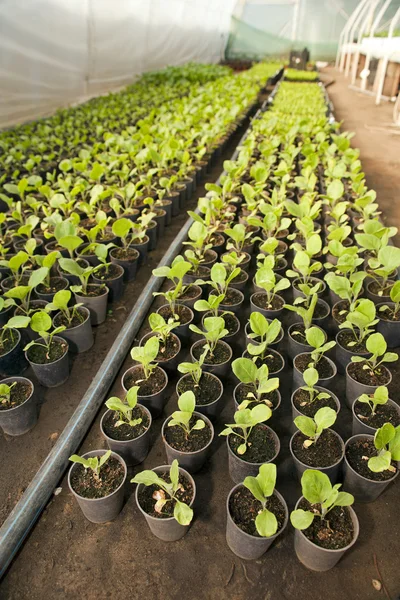 Växthus för grönsaker - aubergine — Stockfoto