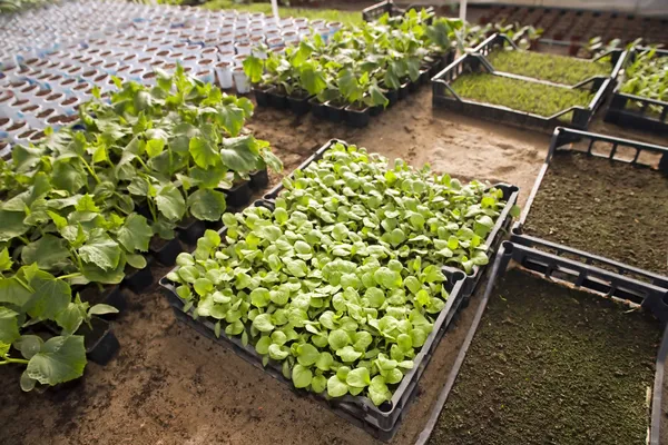 Växthus för grönsaker - gurka — Stockfoto