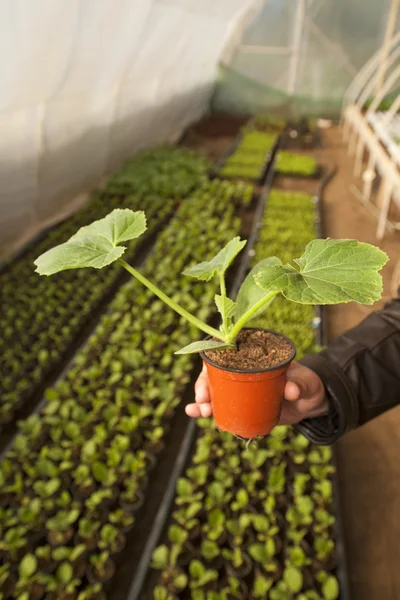 Greenhouse for vegetables - zucchini — Stock Photo, Image