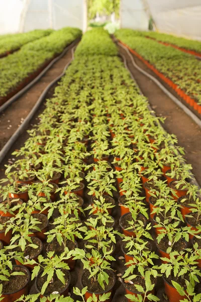 Estufa de verduras - tomate — Fotografia de Stock