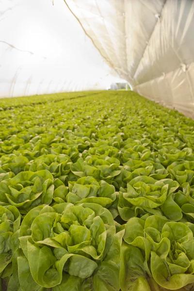 Greenhouse for vegetables - lettuce — Stock Photo, Image
