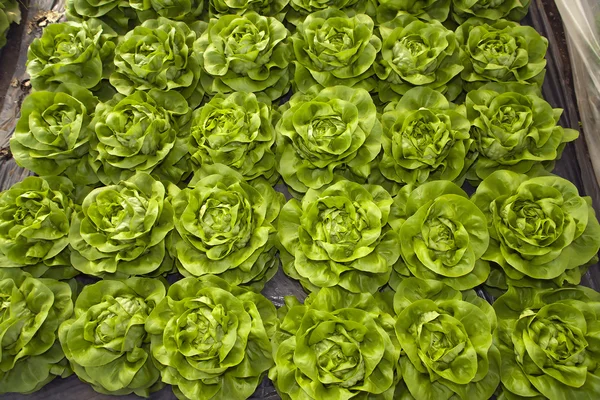 Skleníkové zelenina - salát — Stock fotografie