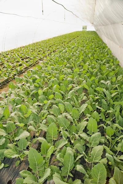 Greenhouse for vegetables -  kohlrabi — Stock Photo, Image