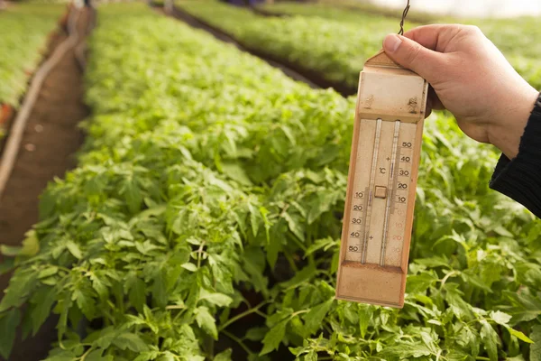 Serre pour légumes - thermomètre — Photo