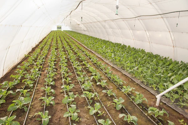 sera sebze - sarımsak