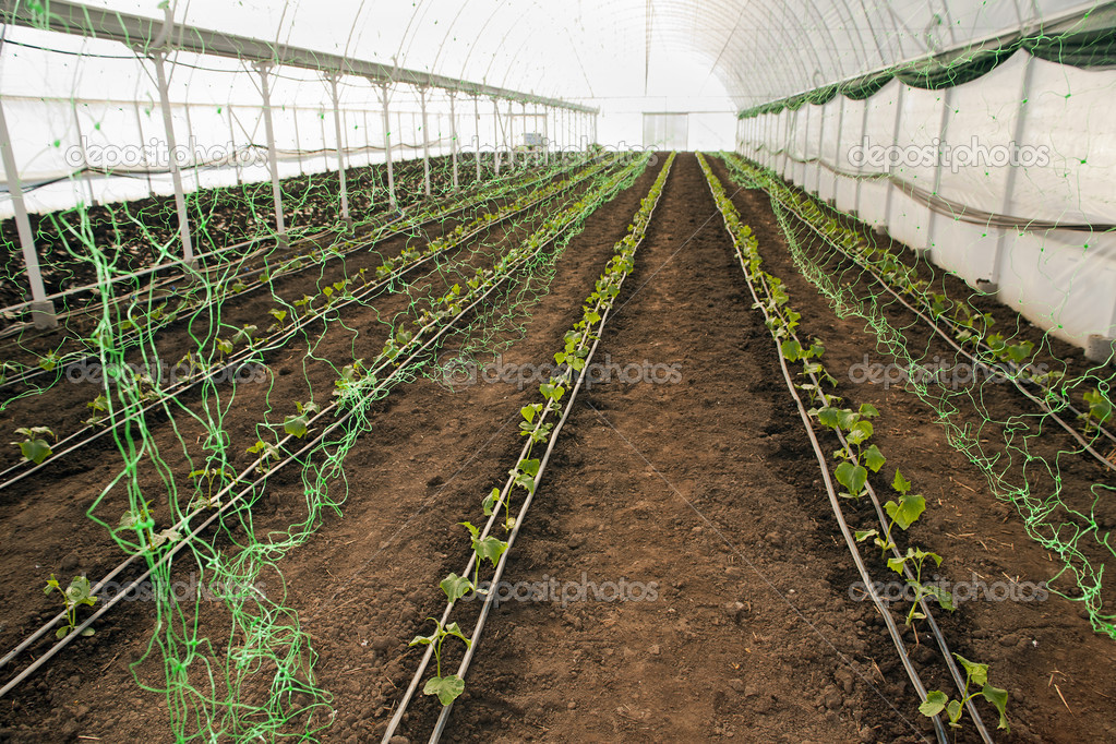 Greenhouse for vegetables - cucumbers with net