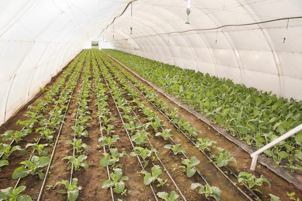 Greenhouse for vegetables -  kohlrabi