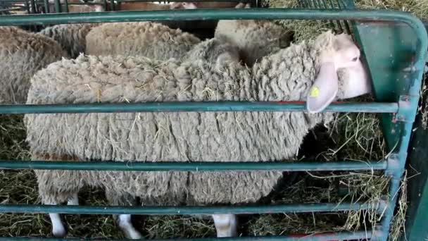 Sheep on livestock exhibition — Stock Video