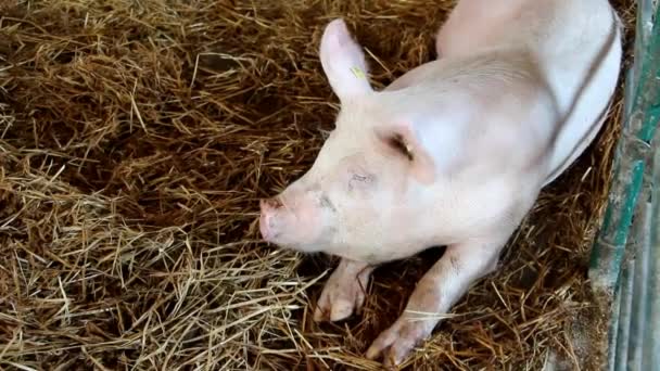 Pig on livestock exhibition — Stock Video