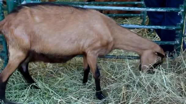 Cabras en exposición ganadera — Vídeos de Stock