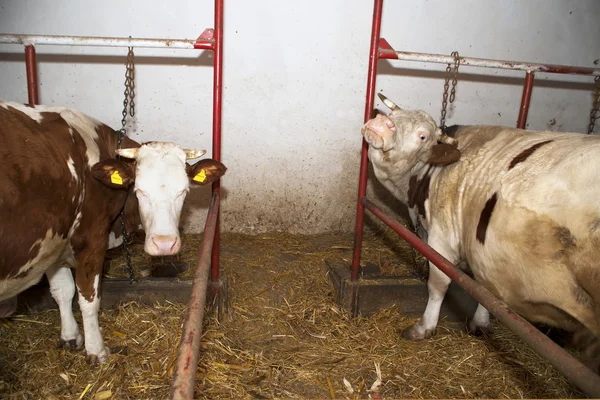 Kühe im Stall — Stockfoto