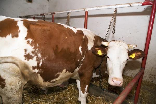 Kuh im Stall — Stockfoto