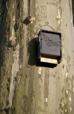 batbox
