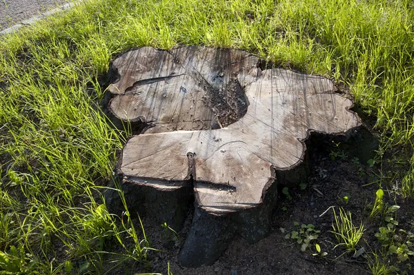 Stump ! — Photo