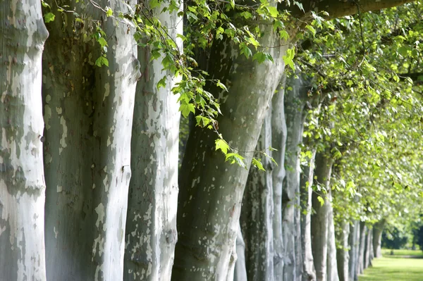 Vicolo degli alberi — Foto Stock