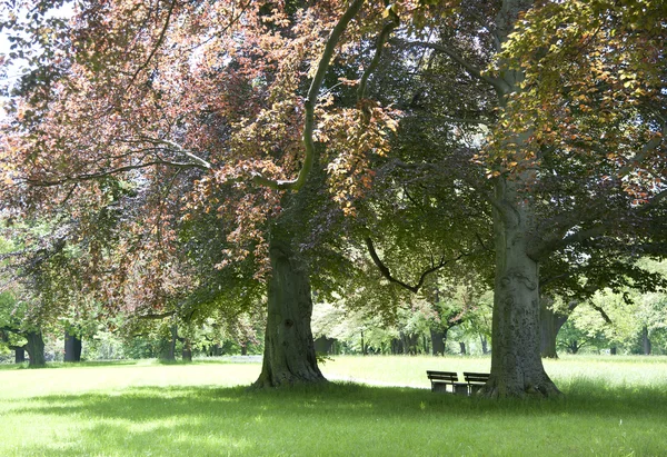 Park banken onder reuzen — Stockfoto