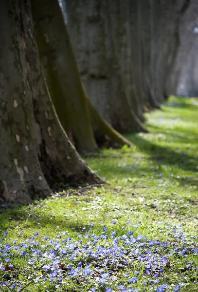 Anemoni blu fioritura — Foto Stock