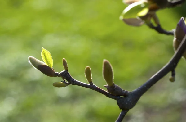 Flor — Fotografia de Stock