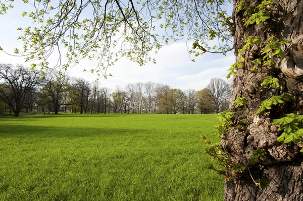 I parken — Stockfoto