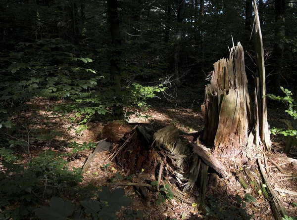 Bir ağaç kalıntıları — Stok fotoğraf