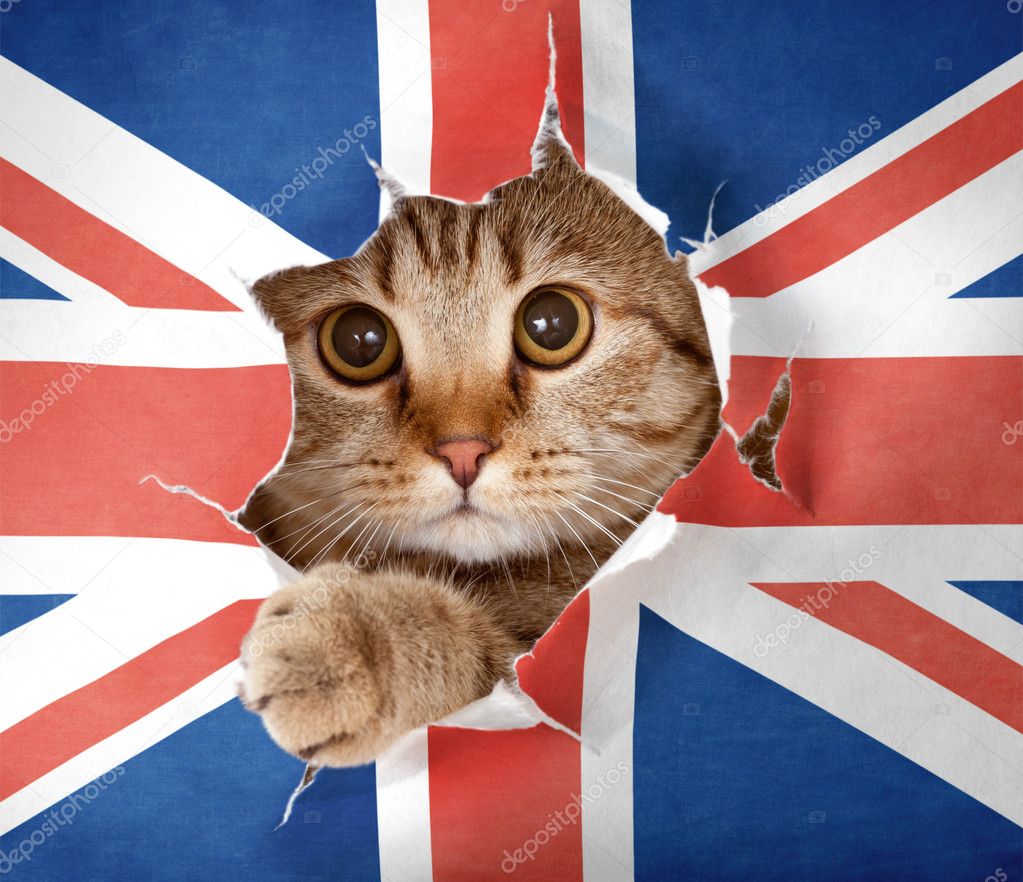British cat looking up through hole in paper Great Britain flag — Stock
