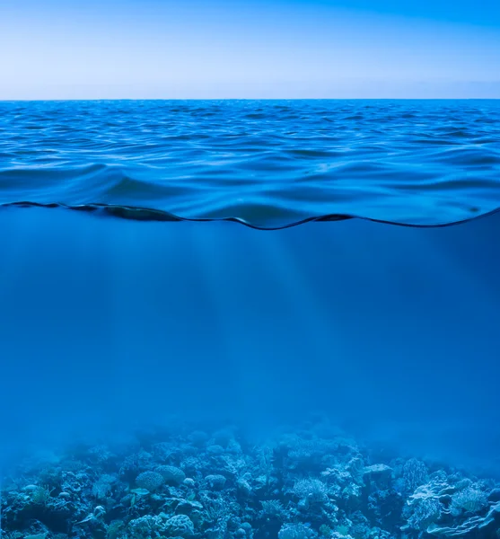 Фото Подводного Мира Океана И Морей