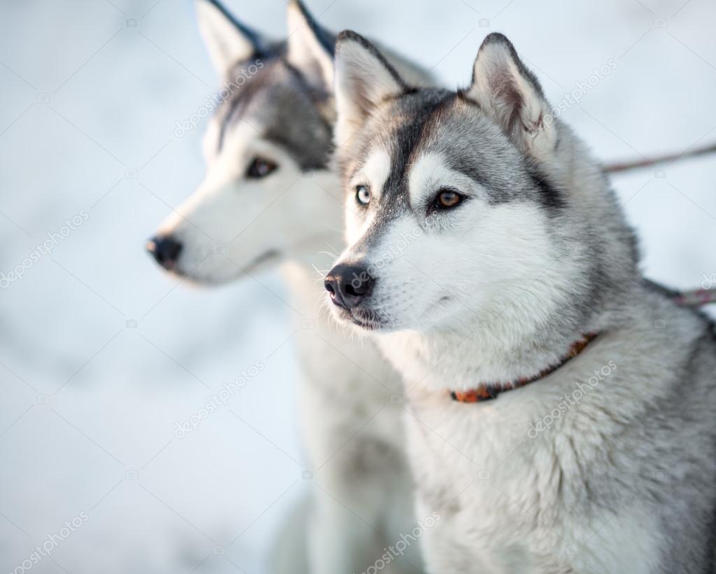 Image Result For Siberian Husky And Wolf Image Result For Siberian Husky And Wolf
