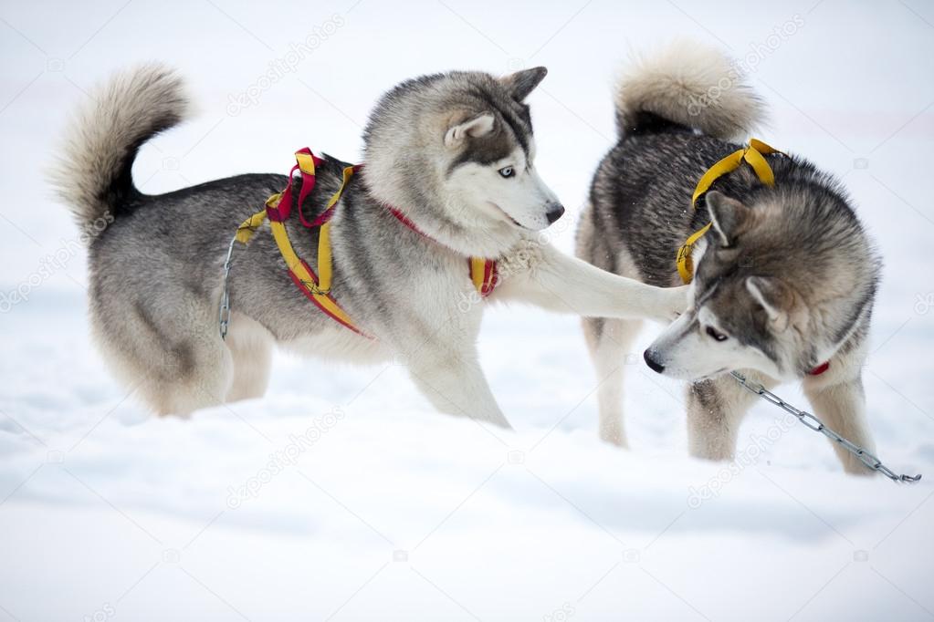 Zwei spielende sibirische HuskyHunde im Freien Stockfotografie