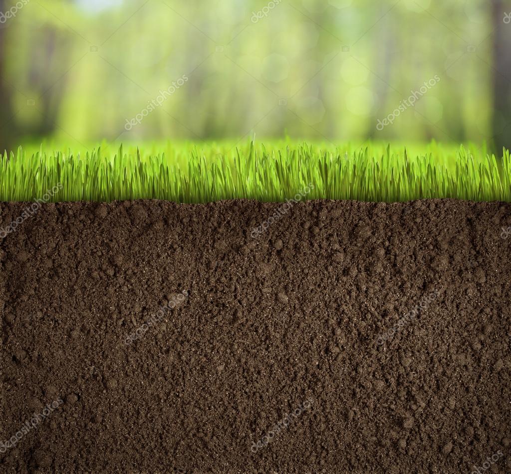 Soil under grass in forest — Stock Photo © Andrey_Kuzmin 33188115