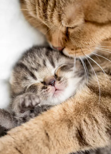 Mãe gato abraçando pouco gatinho Imagem De Stock
